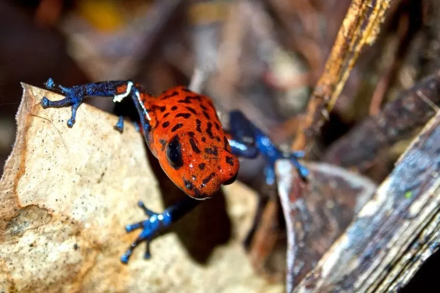 Dart Frog Costa Rica