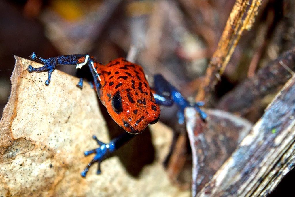 Strawberry Poison Dart Frog Dart Frog Costa Rica