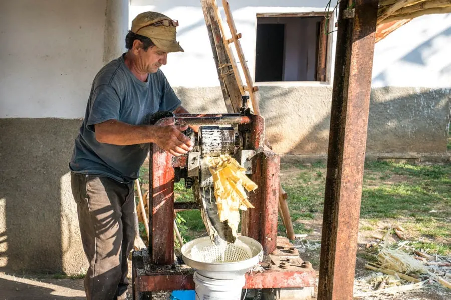 Sugar Cane Press