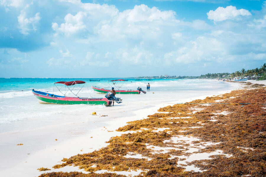 Tulum Beach Seaweed