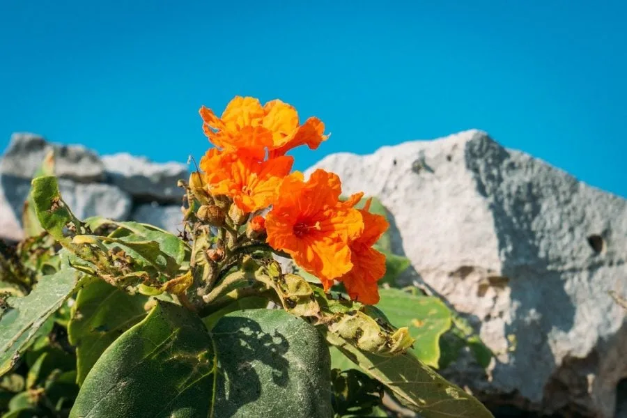 Orange Flower at Tulum Ruins