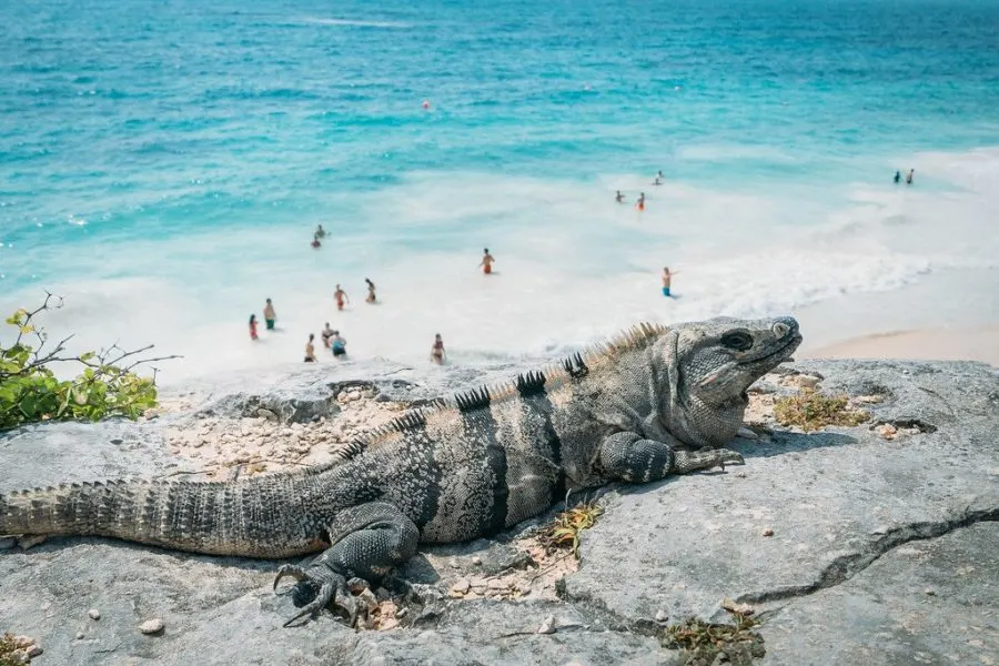 Iguana at Tulum Ruins in Mexico