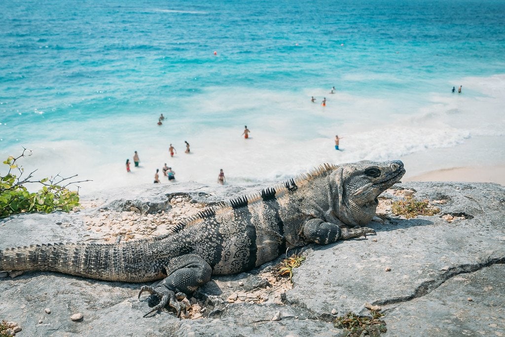 Iguana at Tulum Ruins in Mexico