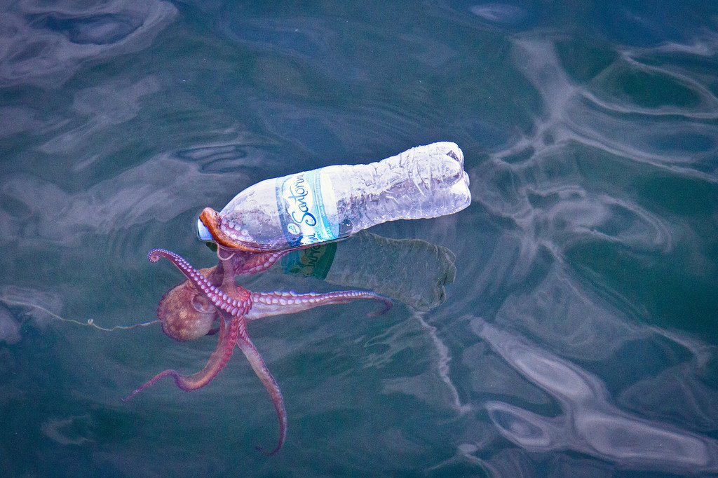 Octopus Veracruz Mexico Octopus Veracruz Mexico