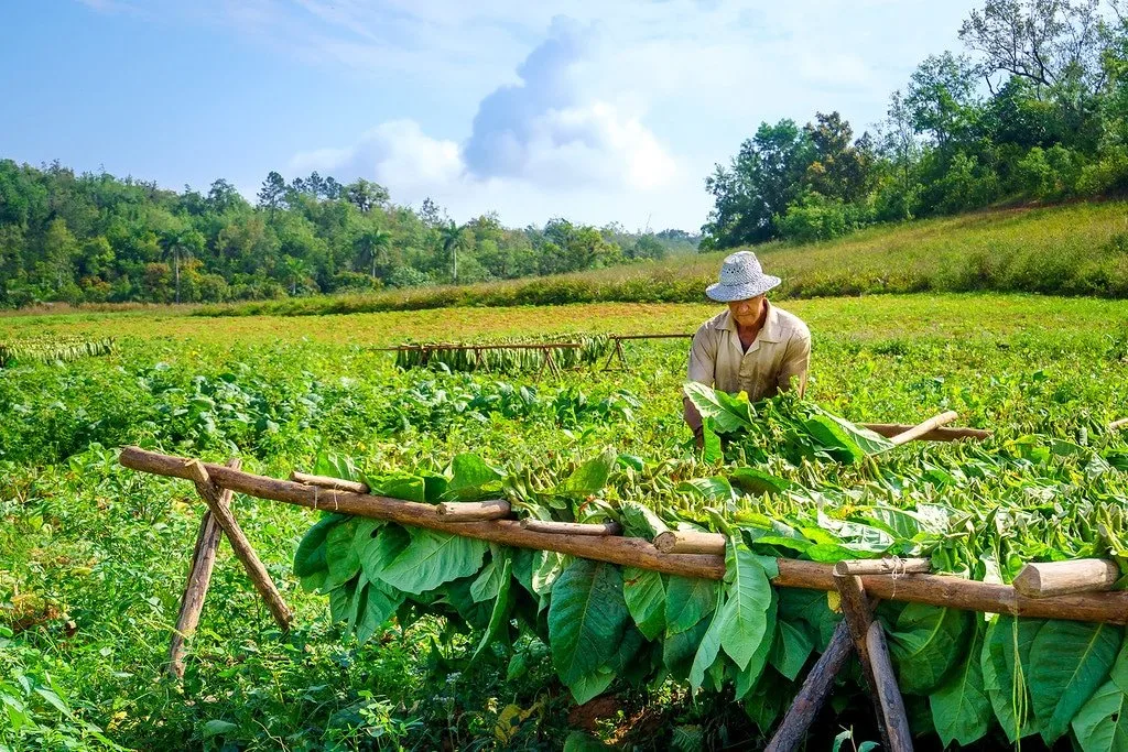 Thu hoạch lá thuốc lá. Ảnh: Internet