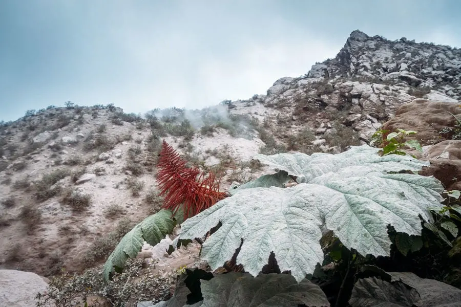 Volcanic Plants