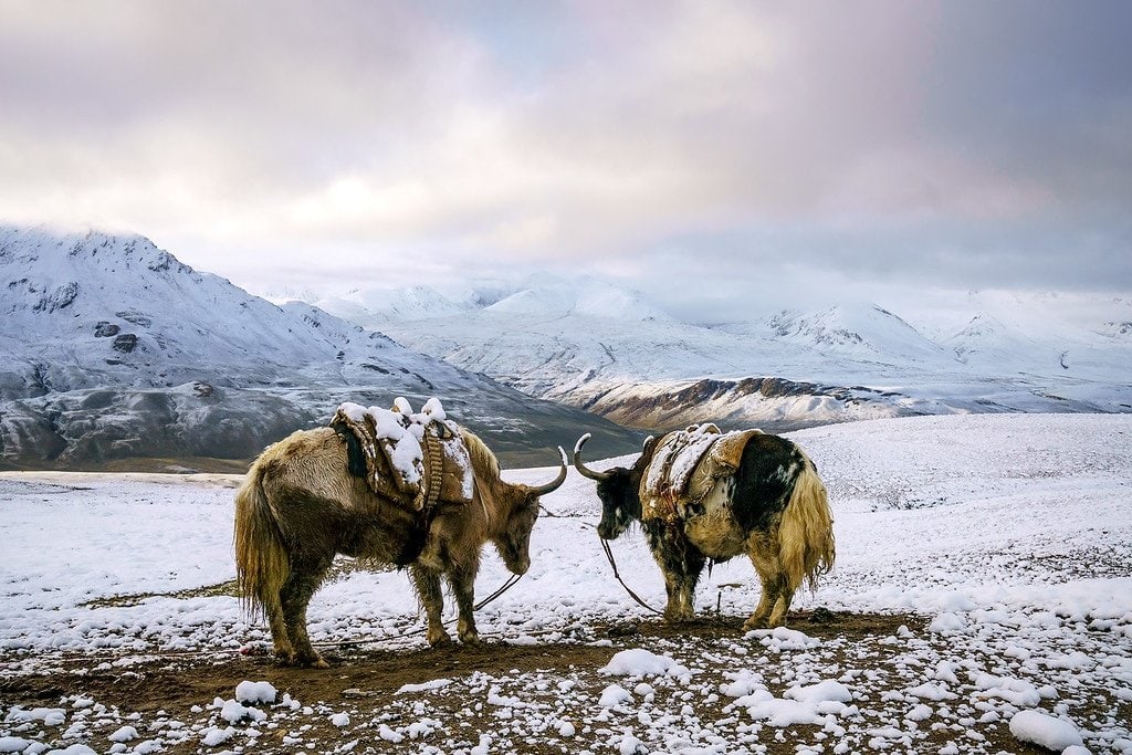 Yaks in the Snow