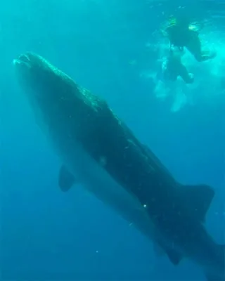 Whale Sharks