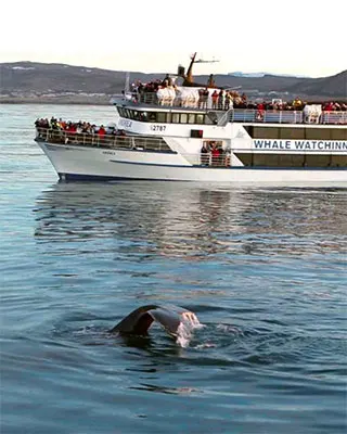 Whale Watching Boat